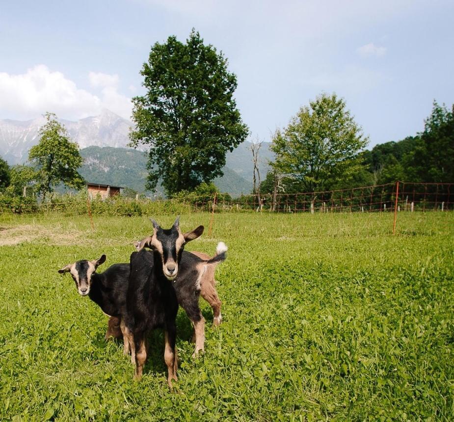 Hisa Krivopeta Daire Kobarid Dış mekan fotoğraf